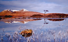 树的主题03壁纸与家政服务 家居焕新双管齐下