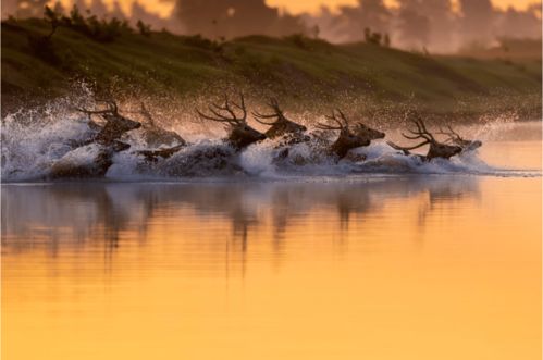 美丽中国 我是行动者 摄影篇④ 生态环保主题摄影大赛三等奖作品展示 家政服务